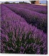 Lavender In Provence Canvas Print