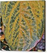Leaf After Rain Canvas Print