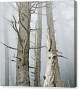 Leafless Trees In The Fog  Cannon Canvas Print