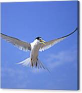 Least Tern Flying Canvas Print