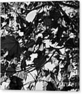 Leaves On A Tree Ll Canvas Print