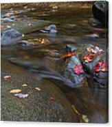 Leaves On The River Path Canvas Print