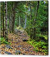 Leaves On Trail Canvas Print