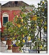 Lemon Trees On A Villa Terrace Canvas Print