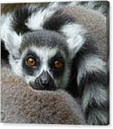 Lemur Leisure Time Canvas Print