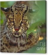 Leopard Cat Canvas Print
