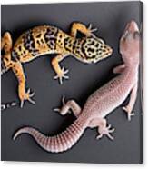 Leopard Gecko E. Macularius Collection Canvas Print