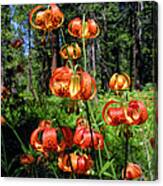 Leopard Lilies Blooming In The Woods Canvas Print