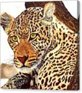 Leopard Point Of View Canvas Print