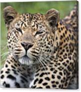 Leopard Stretching Sabi-sands Game Canvas Print