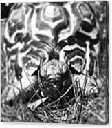 Leopard Tortoise Canvas Print