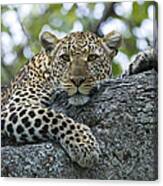 Leopard Watching From Fig Tree Canvas Print