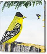 Lesser Goldfinch Canvas Print