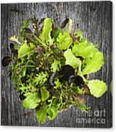 Lettuce Seedlings Canvas Print