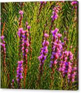 Liatris Punctata Canvas Print