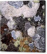 Lichen Image 3 Canvas Print