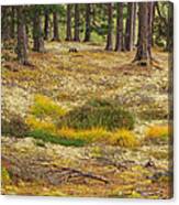 Lichens And Grasses On The Forest Floor Canvas Print