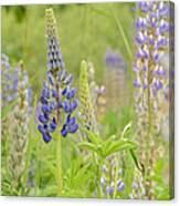 Life Of A Lupine Canvas Print
