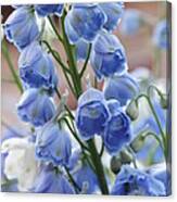 Light Blue Delphiniums Canvas Print