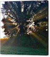 Light Shaft Tree Canvas Print