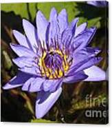 Lilac Creation Canvas Print