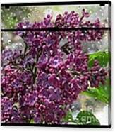 Lilac Rain Canvas Print