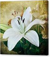 Lilies For Linda Canvas Print