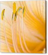 Lilly Bloom Canvas Print