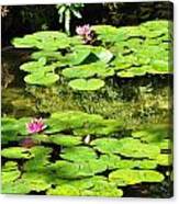 Lilly Pads Canvas Print
