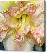 Lily 2 Canvas Print