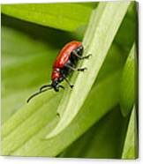 Lily Beetle Canvas Print