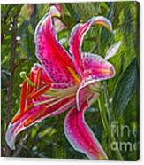 Lily Canvas Print