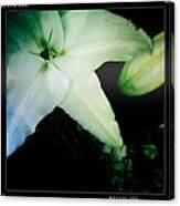 Lily Canvas Print