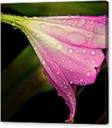 Lily In The Rain Canvas Print