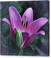 Lily Marlene Canvas Print