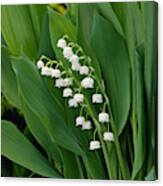 Lily-of-the-valley Canvas Print