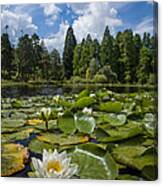 Lily On The Lake Canvas Print