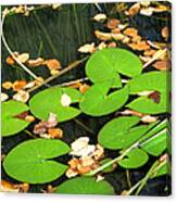 Lily Pads Canvas Print
