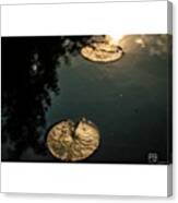 Lily Pads. #photography #photo #photos Canvas Print
