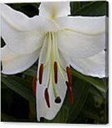 Lily Queen Canvas Print