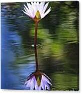 Lily Reflection Canvas Print