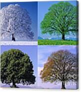 Linden Tree In Four Seasons Canvas Print