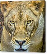 Lion Closeup Canvas Print