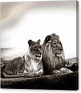 Lion Couple In Sunset Canvas Print