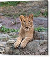 Lion Cub Canvas Print