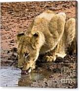 Lion Drinking Canvas Print