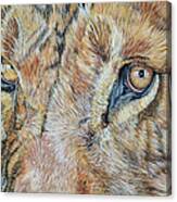 Lion Eyes Canvas Print