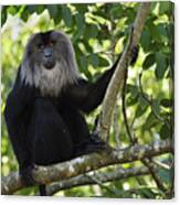 Lion-tailed Macaque In Tree India Canvas Print