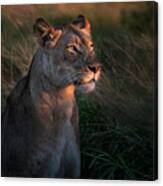 Lioness At Firt Day Ligth Canvas Print
