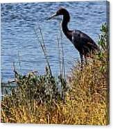 Little Blue Heron Canvas Print